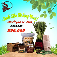 Combo Giảm Eo Bụng Đông Y NatuQueens Dành Cho Chị Em Văn Phòng, Mẹ Sau Sinh