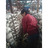 Phôi nấm bào ngư xám