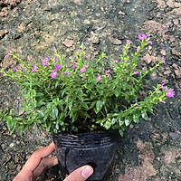 Cây CÔ TÒNG ĐUÔI LƯƠN cao 20-25cm, 2-3 nhánh sum suê lá dài đẹp, cây dễ trồng và chăm sóc thích hợp trang trí cảnh quan