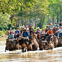 Vé Tham Quan Làng Voi Pattaya, Thái Lan - Một Giờ Trekking Cùng Voi (16:00 - 17:00)