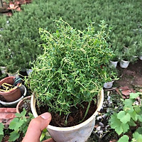 Cây xạ hương thyme - cây gia vị âu ( ảnh thật)
