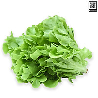 XÀ LÁCH OAK LEAF - 1kg