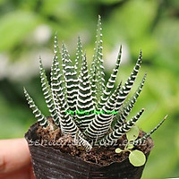 Sen Đá Móng Rồng Có Bầu Đất Dễ Trồng, Cây Đẹp, Tiết Kiệm Thời Gian Chăm Sóc, Chịu Được Khí Hậu Nóng