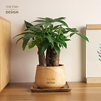 Chậu cây kim ngân 3 thân | SIZE M (trang trí trong nhà, để bàn làm việc,...)