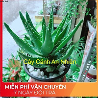 Nha Đam Kiểng