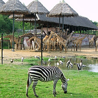 Vé Safari World Bangkok, Thái Lan - Package C: Safari Park + Marine Park + Show Thú