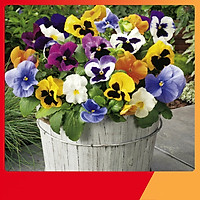 Hạt Giống Hoa Pansy Mix - Nảy Mầm Cực Chuẩn