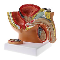 Sagittal Section of 1:2 Human Male Pelvic Cavity Structure Anatomical Model Kits