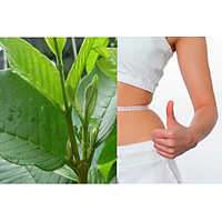Trà ổi giảm cân Orihiro Nhật Bản (60 gói) tặng gói trà sữa hoặc cafe ngẫu nhiên