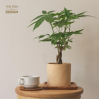Chậu cây kim ngân xoắn | THE FISH SIZE M ( trang trí trong nhà, để bàn làm việc,...)