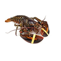 Tôm hùm Canada (Alaska) sống size 1kg