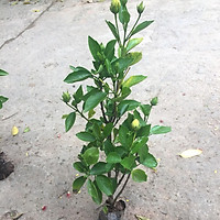 Cây tuyết sơn phi hồng, chiều cao 25-30cm bụi cây to khỏe sức sống cực tốt hoa quanh năm, thích hợp trang trí sân vườn