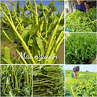 Hạt giống rau muống siêu ngọn Xanh