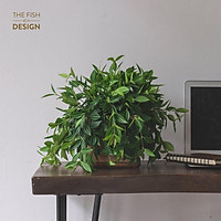 Chậu cây bình an | THE FISH SIZE L ( trang trí trong nhà, để bàn làm việc,...)