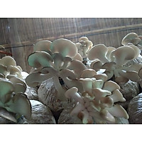 Phôi nấm bào ngư xám