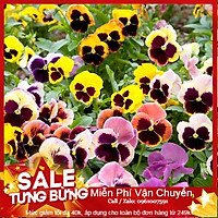 Hạt Giống Hoa Pansy Mix - 50 Hạt