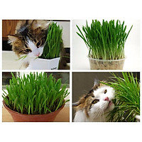 Hạt giống cỏ tươi cho chó, mèo, thú cưng gói 50g - Cỏ Mèo - Cỏ lúa mì (Cat Grass) - Hạt giống cỏ tươi cho mèo