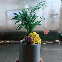 Chậu Cau Tiểu Trâm
