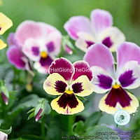 200.HẠT Hạt Giống Hoa Păng Xê Pansy Bông Đại Mix (| B21*V74)