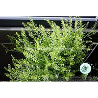 1000 HẠT Hạt Giống Cỏ Chuông Xanh Đồng Tiền Thlaspi Green Bell F1 (B3.505|)