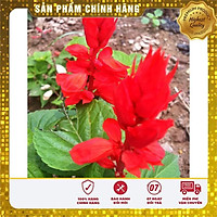 HẠT GIỐNG HOA XÁC PHÁO ĐỎ gói 50 hạt hat giong hoa xac phao do