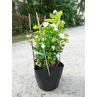 Cây Hoa Lài( Nhài) - Chậu Hoa Cây lài ta được dùng trồng làm cảnh, tạo khóm hoa, bồn cây xanh trang trí sân vườn