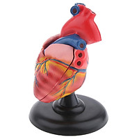 Anatomical Human Life Size Heart Model Medical Cardiovascular Anatomy