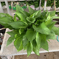 Cây trầu bà rủ size to bán kính 35cm cực nhiều nhánh lá, xanh mướt quanh năm thích hợp trang trí nội thất