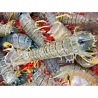 Tôm tít - 1KG
