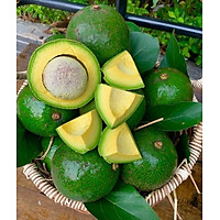 Combo 3kg bơ booth size 3-4 quả/kg (túi 3 kg)