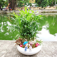 Cây cau tiểu trâm trồng chậu sứ đẹp, phối tiểu cảnh sinh động đẹp mắt, phù hợp trồng văn phòng, trang trí nội thất