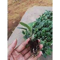 Cây Giống Hoa Đồng Tiền 5 cây