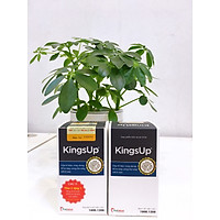 Combo 2 hộp KingsUp - Giúp bổ thận, tráng dương, tăng cường khả năng sinh lý nam