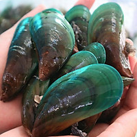 Vẹm xanh - 1KG