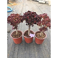 cây sen đá aeonium búp tròn