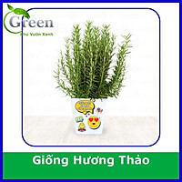 Hạt Giống Cây Hương Thảo (15H)