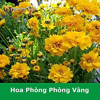 Hạt Giống Hoa Phòng Phòng Vàng