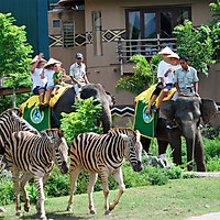 Vé Bali Safari Và Marine Park, Indonesia (Vé Dragon Pass)