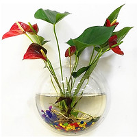 Bể cá mini treo tường, chậu hoa thủy sinh treo tường, nhựa thủy tinh acrylic đủ size