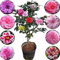 Cây Hoa Trà mi chậu bầu đang nụ hoa chuẩn tết + Tặng 01 cây dâu da đất( bòn bon)