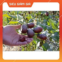 Cây Táo Tàu Cây Giống Nhập Khẩu cây đẹp chuẩn giống #hoanganh