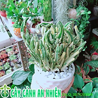 Chậu Cây Xương Rồng Thanh Sơn