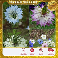 Hạt giống hoa bảo thạch ba tư nhiều mầu xin xắn hat giong hoa