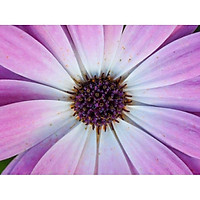 Tranh in màu decor trang trí Hoa Cúc10 _ African Daisy
