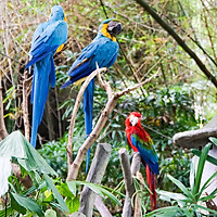 Vé Bali Safari Và Marine Park, Indonesia (Vé Night Safari Bali)