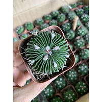 xương rồng trúc ngọc - viên ngọc xanh đẹp và hiếm