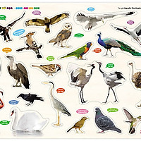 Cùng Con Chơi Và Học – Các Loài Chim