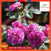 Hoa hồng Bụi Scented Jewel Hà Lan tím sọc - hương thơm mạnh mẽ, cánh kép, bông cỡ chung,sai hoa