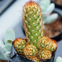 XƯƠNG RỒNG TRỤ THIÊN SIZE BẦU NHỎ