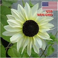 5h Hạt Giống Hoa Hướng Dương Trắng F1